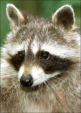 racoon-280_718380a
